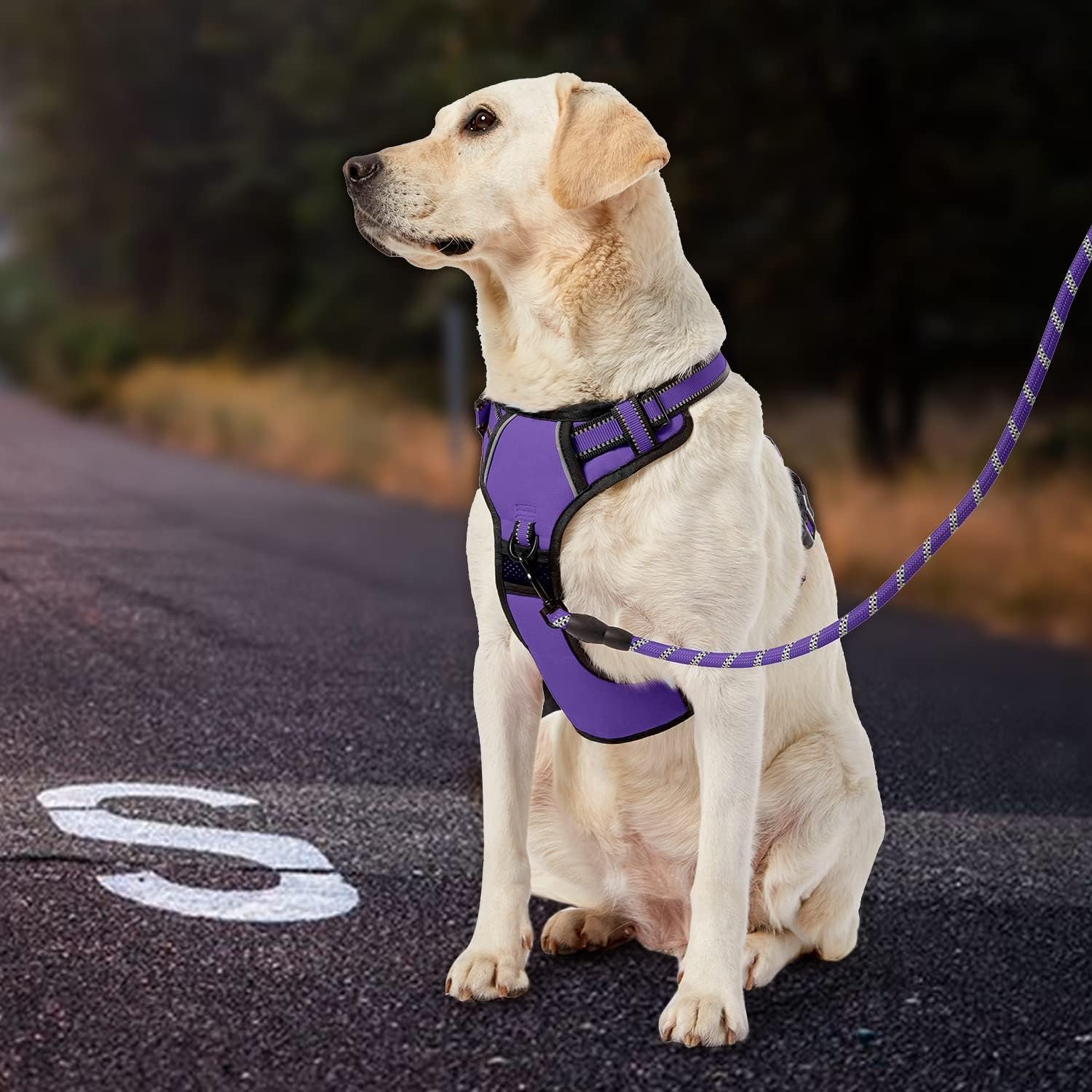 the IVY&LANE No-Pull Dog Harness Set Is a Game-Changer for Small Dogs